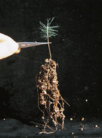 Résultat d'un apport d'engrais azoté minéral: la mort des micorhizes. Ainsi en sera-t-il  de tous les champignons sur sol. La structure des sol assurée par le maillage de leurs mycélium sera détruite!